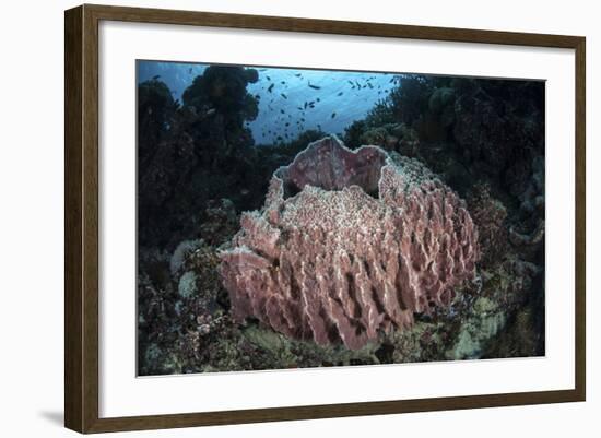 A Massive Barrel Sponge Grows N the Solomon Islands-Stocktrek Images-Framed Photographic Print