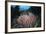 A Massive Barrel Sponge Grows N the Solomon Islands-Stocktrek Images-Framed Photographic Print