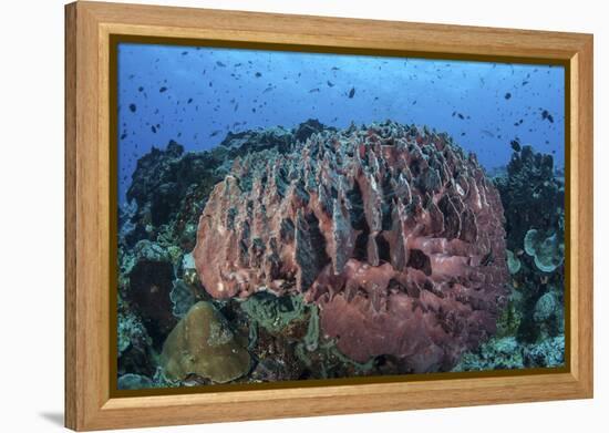 A Massive Barrel Sponge Grows on a Healthy Coral Reef-Stocktrek Images-Framed Premier Image Canvas