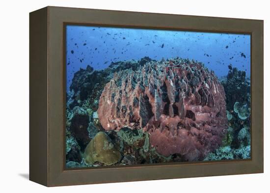 A Massive Barrel Sponge Grows on a Healthy Coral Reef-Stocktrek Images-Framed Premier Image Canvas