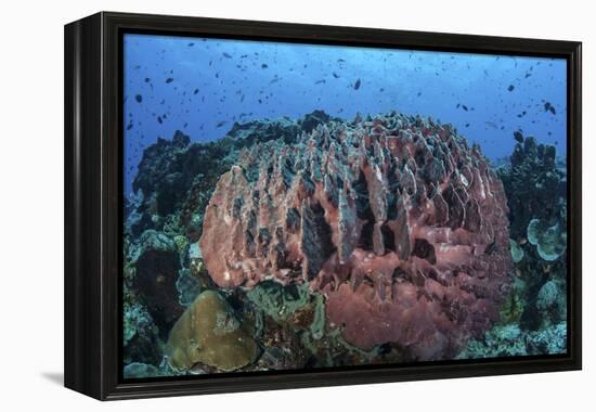 A Massive Barrel Sponge Grows on a Healthy Coral Reef-Stocktrek Images-Framed Premier Image Canvas