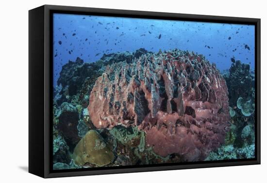 A Massive Barrel Sponge Grows on a Healthy Coral Reef-Stocktrek Images-Framed Premier Image Canvas