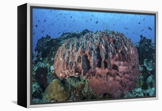 A Massive Barrel Sponge Grows on a Healthy Coral Reef-Stocktrek Images-Framed Premier Image Canvas