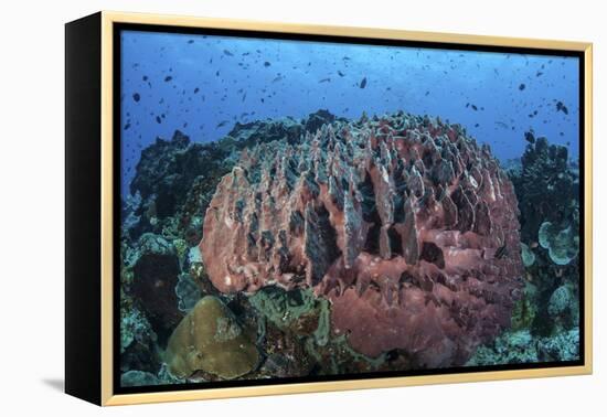 A Massive Barrel Sponge Grows on a Healthy Coral Reef-Stocktrek Images-Framed Premier Image Canvas