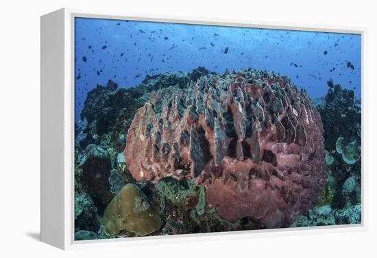 A Massive Barrel Sponge Grows on a Healthy Coral Reef-Stocktrek Images-Framed Premier Image Canvas