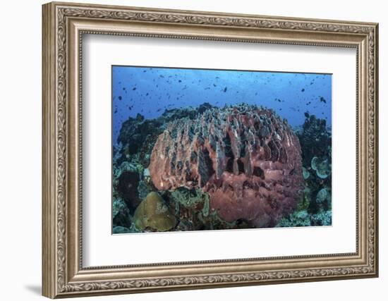 A Massive Barrel Sponge Grows on a Healthy Coral Reef-Stocktrek Images-Framed Photographic Print