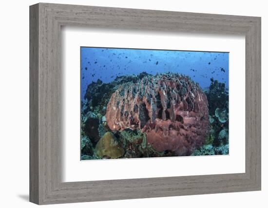 A Massive Barrel Sponge Grows on a Healthy Coral Reef-Stocktrek Images-Framed Photographic Print