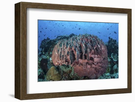 A Massive Barrel Sponge Grows on a Healthy Coral Reef-Stocktrek Images-Framed Photographic Print