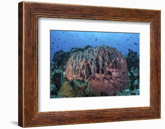 A Massive Barrel Sponge Grows on a Healthy Coral Reef-Stocktrek Images-Framed Photographic Print