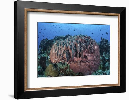 A Massive Barrel Sponge Grows on a Healthy Coral Reef-Stocktrek Images-Framed Photographic Print