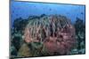 A Massive Barrel Sponge Grows on a Healthy Coral Reef-Stocktrek Images-Mounted Photographic Print