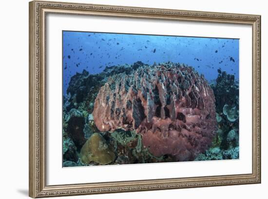 A Massive Barrel Sponge Grows on a Healthy Coral Reef-Stocktrek Images-Framed Photographic Print