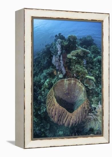 A Massive Barrel Sponge Grows on a Reef Near Alor, Indonesia-Stocktrek Images-Framed Premier Image Canvas