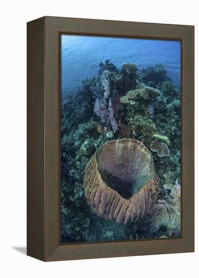 A Massive Barrel Sponge Grows on a Reef Near Alor, Indonesia-Stocktrek Images-Framed Premier Image Canvas