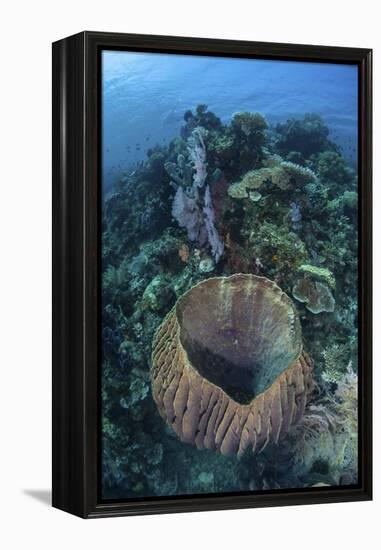 A Massive Barrel Sponge Grows on a Reef Near Alor, Indonesia-Stocktrek Images-Framed Premier Image Canvas