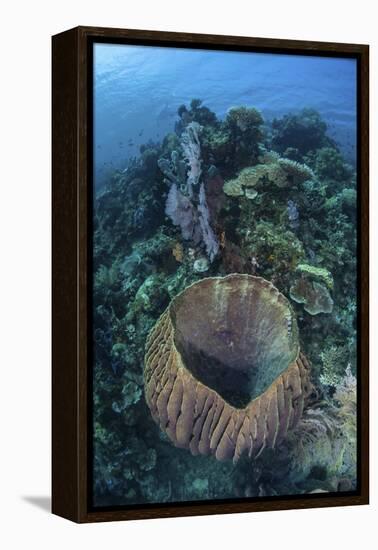 A Massive Barrel Sponge Grows on a Reef Near Alor, Indonesia-Stocktrek Images-Framed Premier Image Canvas