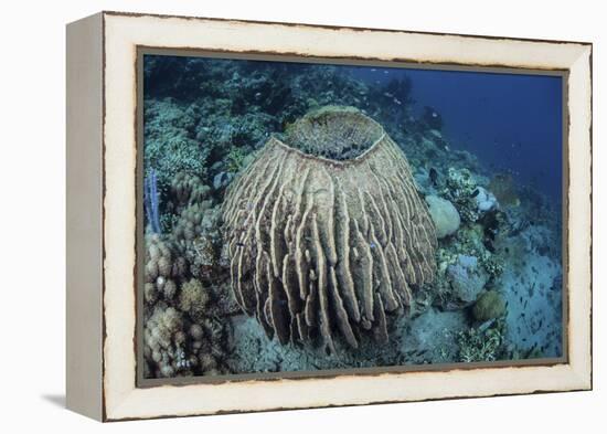 A Massive Barrel Sponge Grows on a Reef Near Alor, Indonesia-Stocktrek Images-Framed Premier Image Canvas