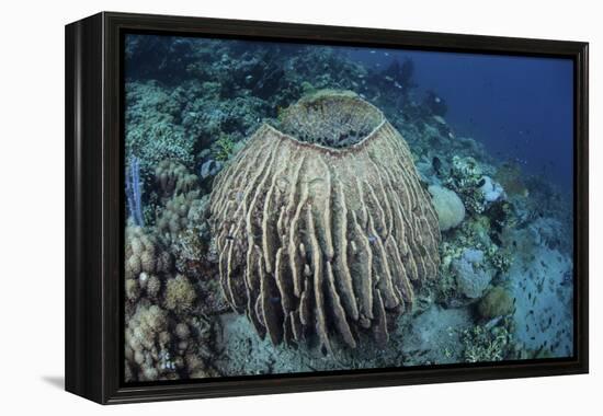 A Massive Barrel Sponge Grows on a Reef Near Alor, Indonesia-Stocktrek Images-Framed Premier Image Canvas