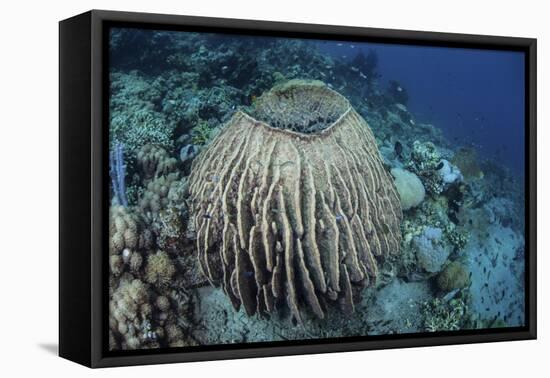 A Massive Barrel Sponge Grows on a Reef Near Alor, Indonesia-Stocktrek Images-Framed Premier Image Canvas