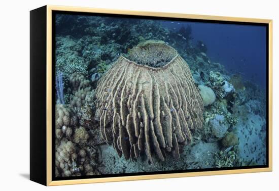 A Massive Barrel Sponge Grows on a Reef Near Alor, Indonesia-Stocktrek Images-Framed Premier Image Canvas