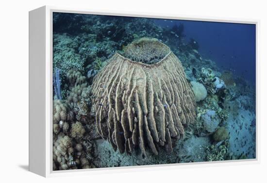 A Massive Barrel Sponge Grows on a Reef Near Alor, Indonesia-Stocktrek Images-Framed Premier Image Canvas