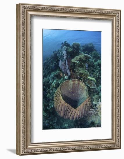 A Massive Barrel Sponge Grows on a Reef Near Alor, Indonesia-Stocktrek Images-Framed Photographic Print