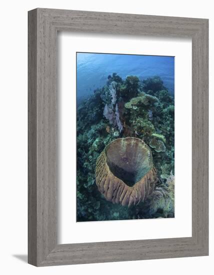 A Massive Barrel Sponge Grows on a Reef Near Alor, Indonesia-Stocktrek Images-Framed Photographic Print