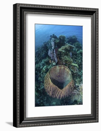 A Massive Barrel Sponge Grows on a Reef Near Alor, Indonesia-Stocktrek Images-Framed Photographic Print