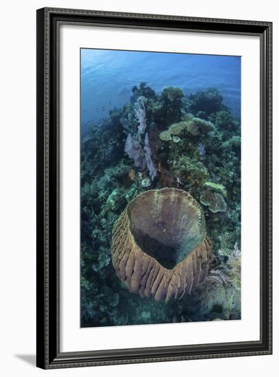 A Massive Barrel Sponge Grows on a Reef Near Alor, Indonesia-Stocktrek Images-Framed Photographic Print