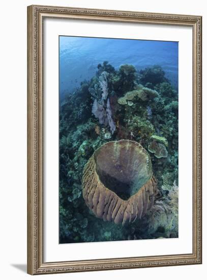 A Massive Barrel Sponge Grows on a Reef Near Alor, Indonesia-Stocktrek Images-Framed Photographic Print