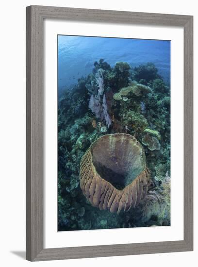 A Massive Barrel Sponge Grows on a Reef Near Alor, Indonesia-Stocktrek Images-Framed Photographic Print