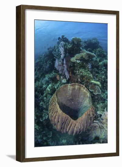 A Massive Barrel Sponge Grows on a Reef Near Alor, Indonesia-Stocktrek Images-Framed Photographic Print