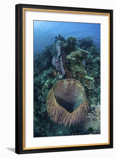 A Massive Barrel Sponge Grows on a Reef Near Alor, Indonesia-Stocktrek Images-Framed Photographic Print