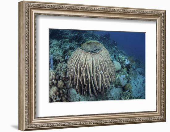 A Massive Barrel Sponge Grows on a Reef Near Alor, Indonesia-Stocktrek Images-Framed Photographic Print