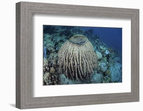 A Massive Barrel Sponge Grows on a Reef Near Alor, Indonesia-Stocktrek Images-Framed Photographic Print