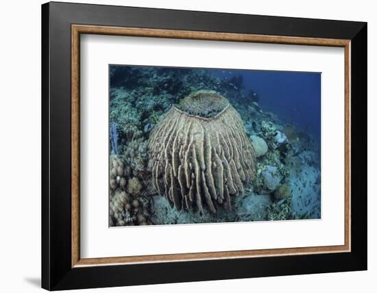 A Massive Barrel Sponge Grows on a Reef Near Alor, Indonesia-Stocktrek Images-Framed Photographic Print