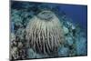 A Massive Barrel Sponge Grows on a Reef Near Alor, Indonesia-Stocktrek Images-Mounted Photographic Print