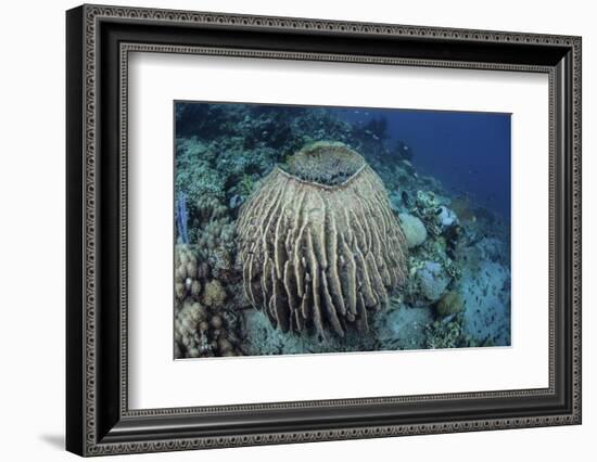 A Massive Barrel Sponge Grows on a Reef Near Alor, Indonesia-Stocktrek Images-Framed Photographic Print