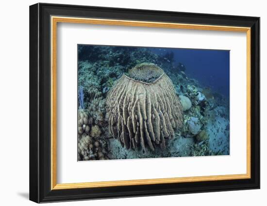 A Massive Barrel Sponge Grows on a Reef Near Alor, Indonesia-Stocktrek Images-Framed Photographic Print