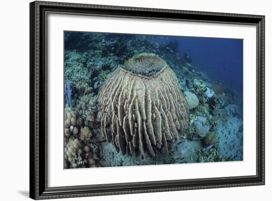 A Massive Barrel Sponge Grows on a Reef Near Alor, Indonesia-Stocktrek Images-Framed Photographic Print