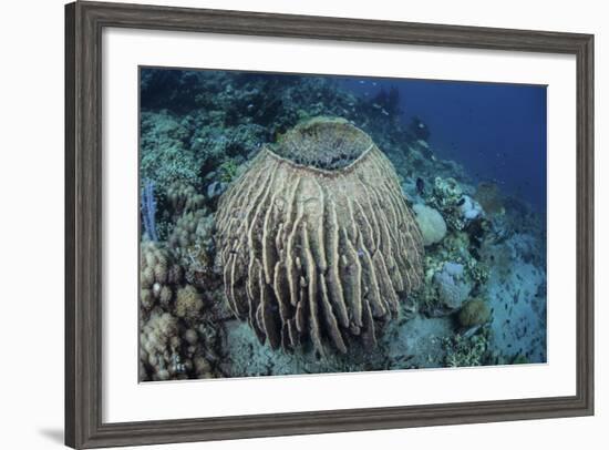 A Massive Barrel Sponge Grows on a Reef Near Alor, Indonesia-Stocktrek Images-Framed Photographic Print