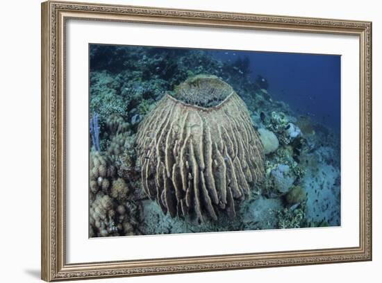 A Massive Barrel Sponge Grows on a Reef Near Alor, Indonesia-Stocktrek Images-Framed Photographic Print