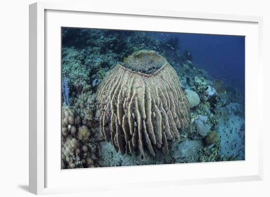 A Massive Barrel Sponge Grows on a Reef Near Alor, Indonesia-Stocktrek Images-Framed Photographic Print