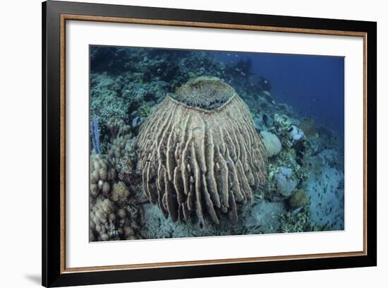 A Massive Barrel Sponge Grows on a Reef Near Alor, Indonesia-Stocktrek Images-Framed Photographic Print