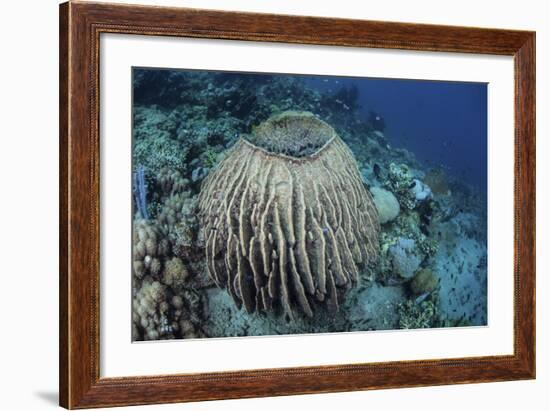 A Massive Barrel Sponge Grows on a Reef Near Alor, Indonesia-Stocktrek Images-Framed Photographic Print