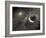 A Massive Collision of Objects Smashed Together to Create the Dust Ring Around the Nearby Star Vega-Stocktrek Images-Framed Photographic Print