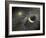 A Massive Collision of Objects Smashed Together to Create the Dust Ring Around the Nearby Star Vega-Stocktrek Images-Framed Photographic Print