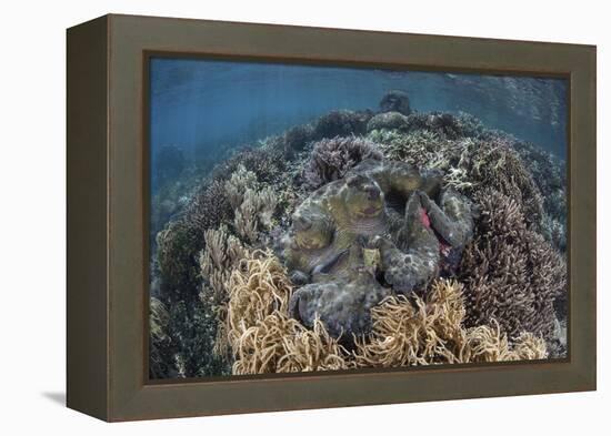 A Massive Giant Clam Grows in Raja Ampat, Indonesia-Stocktrek Images-Framed Premier Image Canvas