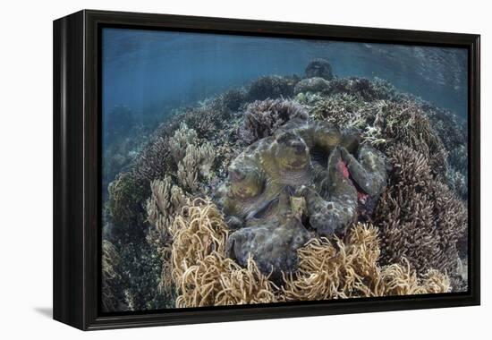 A Massive Giant Clam Grows in Raja Ampat, Indonesia-Stocktrek Images-Framed Premier Image Canvas