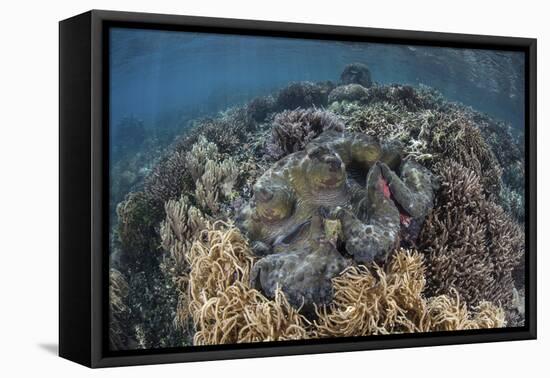 A Massive Giant Clam Grows in Raja Ampat, Indonesia-Stocktrek Images-Framed Premier Image Canvas
